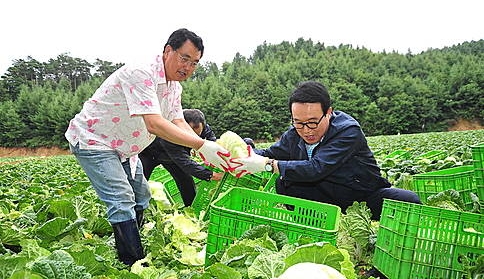 이상욱 농협 농업경제대표, 고랭지 배추 생산현장 방문/뉴시스