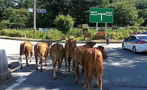 횡성서 한우 30마리 외양간 탈출/뉴시스