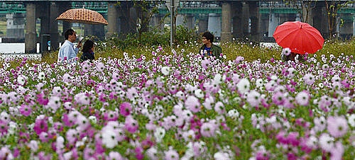 가을비와 코스모스/뉴시스
