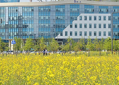 세종청사에 핀 유채꽃/뉴시스