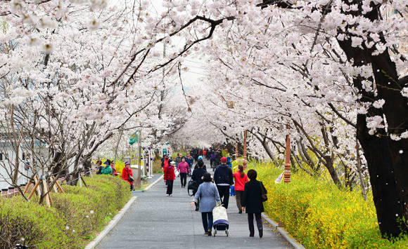 벚꽃잎 흩날리는 중랑천/뉴시스