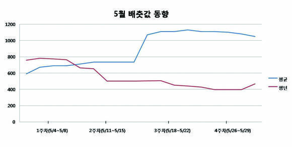 5월 배춧값 동향/뉴시스