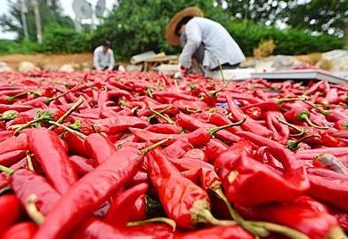 빨갛게 익어가는 고추/뉴시스