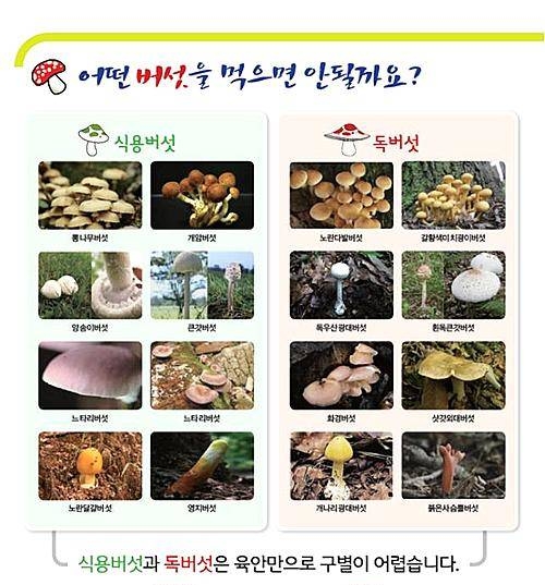 독버섯/뉴시스