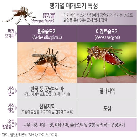 뎅기열 매개모기 특성/뉴시스