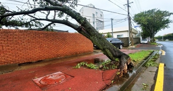 23일 오전 제19호 태풍 ‘솔릭(SOULIK)’이 몰고온 강한 바람에 제주시 노형동에 있는 가로수가 쓰러져 있다. (사진=독자제공)