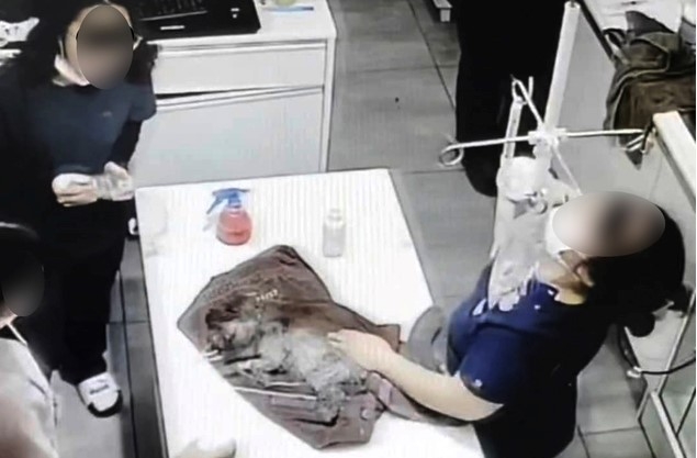 지난 1일 광주의 한 동물병원에서 의료진이 수술을 마친 강아지에게 화장실용 탈취제를 분사하고 있다. 2020.12.06.