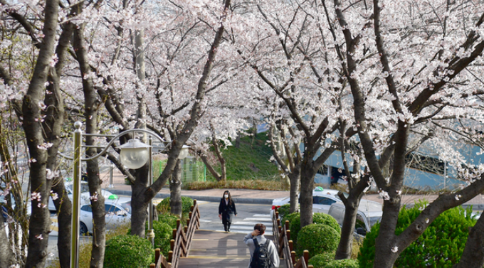 지난 24일 오전 광주 동구 조선대학교병원 앞 도롯가에 벚꽃이 꽃망울을 터뜨려 봄을 실감하게 하고 있다. 