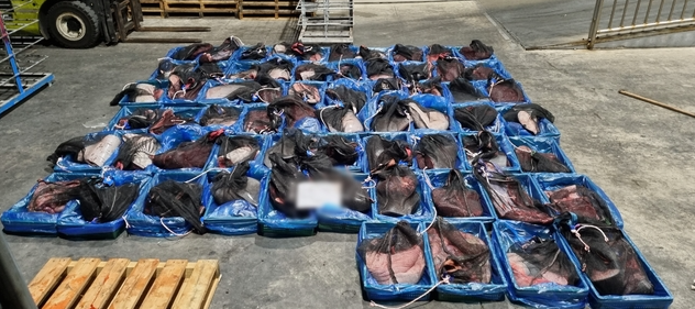 경북 포항해양경찰서(총경 한상철)는 불법 포획한 고래 고기 64자루를 운반하던 어선 A(3t급)호와 30대 선원 2명을 수산자원관리법 위반 혐의로 붙잡아 조사하고 있다고 21일 밝혔다.사진은 이날 압수된 고래 고기.(사진=포항해양경찰서 제공)