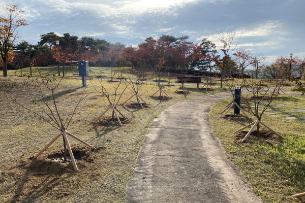  배롱나무 산책로를 조성 ⓒ파이낸셜데일리/경북문화관광공사