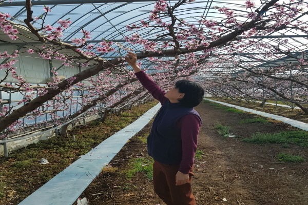 농가의 시설하우스에 핀 복숭아 꽃 ⓒ파이낸셜데일리/의성군