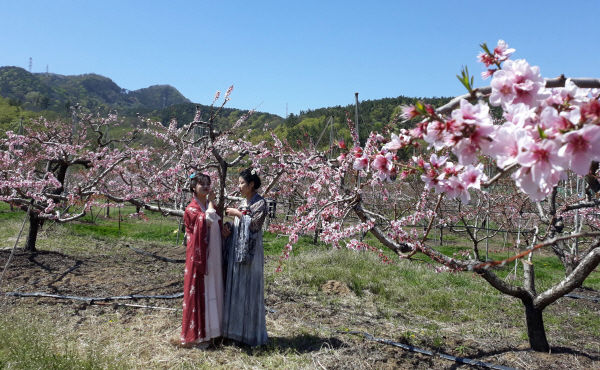 지난 9일 ‘제13회 영천복사꽃 전국사진촬영대회’ 개회식ⓒ파이낸셜데일리/영천시