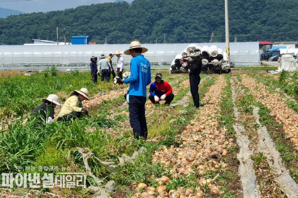운수면 법리 소재 농가 양파밭에서 양파 대자르기 및 수확ⓒ파이낸셜데일리/고령군
