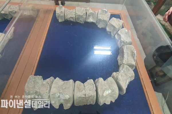 용진수련원 화석전시관에 전시된 지난 1997년 발견된 포항 고래 화석ⓒ파이낸셜데일리/포항시