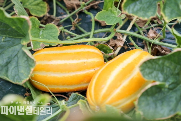  성주참외가 2024년 9일 첫 출하 ⓒ파이낸셜데일리/성주군