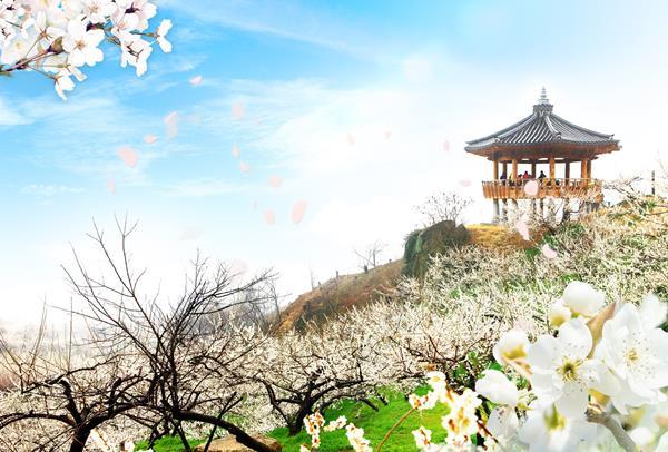 GS샵이 2월 16일(금) 오후 3시 35분에 TV홈쇼핑에서 광양 매화 축제 여행상품을 소개한다. ⓒ 파이낸셜데일리 / GS샵