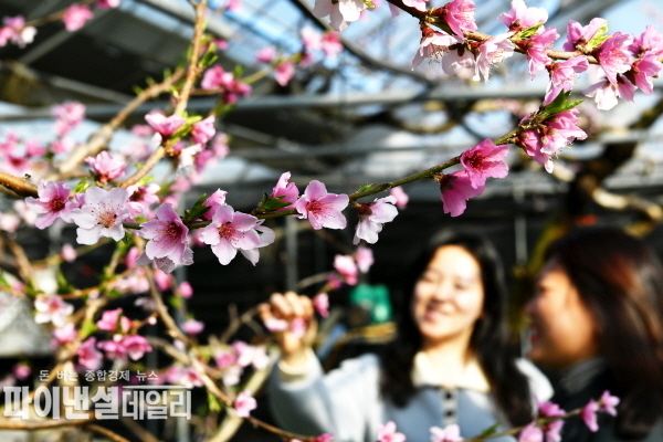 복숭아가 연분홍 꽃망울을 터트리며 봄의 시작을 알리고 있다.ⓒ파이낸셜데일리/경산시