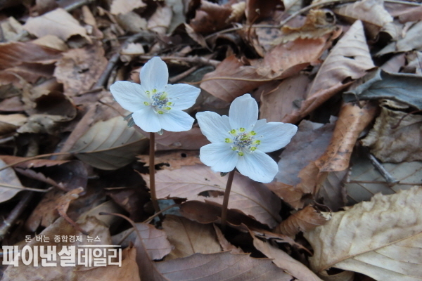  변산바람꽃 등 봄꽃 개화 ⓒ파이낸셜데일리/경주국립공원사무소