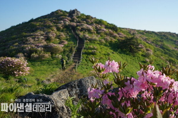 영주소백산철쭉 ⓒ파이낸셜데일리/경북도