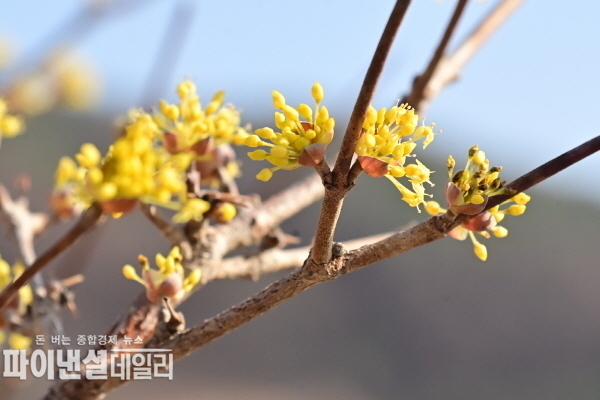  봄 소식을 알리는 산수유꽃 ⓒ파이낸셜데일리/청송군