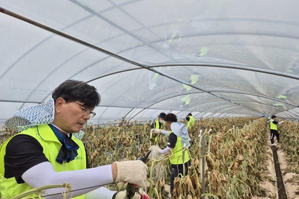 19일 강신노 리스크관리부문 부행장(사진 왼쪽)과 직원들이 충남 논산시 농가를 찾아 수해복구 작업을 진행하고 있다. ⓒ 파이낸셜데일리 / NH농협은행
