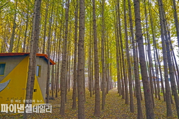  서면 도리마을 은행나무 숲 ⓒ파이낸셜데일리/경주시