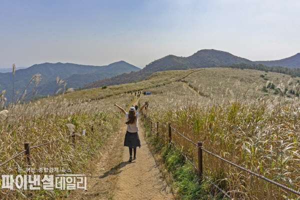 무장봉 억새군락은 함월산, 운제산 억새 장관으로 유명세를 타는 곳이다 ⓒ파이낸셜데일리/경주시
