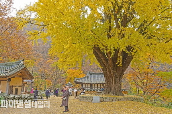  운곡서원 수령이 400년에 달하는 거대한 은행나무 ⓒ파이낸셜데일리/경주시