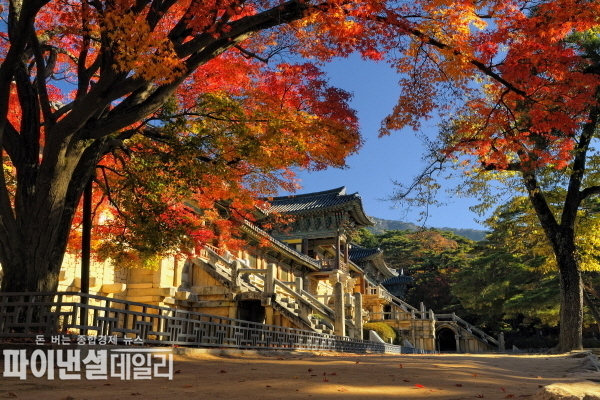  불국사의 새빨갛게 물드는 단풍나무 ⓒ파이낸셜데일리/경주시