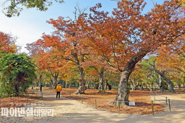 물푸레나무, 홰나무, 단풍나무 등 수령 지긋한 고이 있는 계림숲 ⓒ파이낸셜데일리/경주시