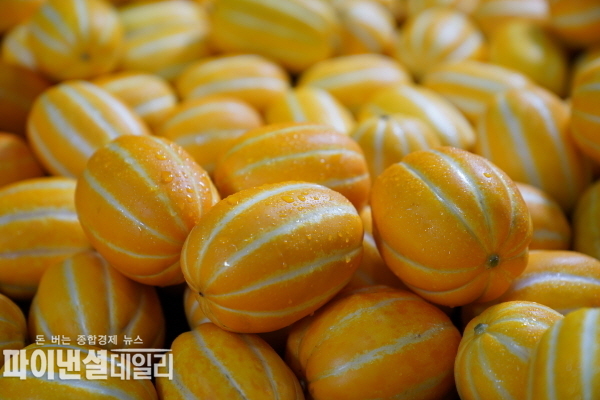 참외 작황 및 출하 동향 점검 성주참외 소비촉진 및 홍보행사 추진ⓒ파이낸셜데일리/성주군