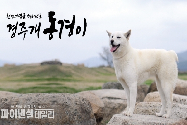 ‘경주 토종견 ‘경주개 동경이' ⓒ파이낸셜데일리/경주시