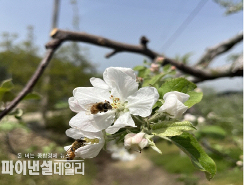 사과꽃 개화사진 ⓒ파이낸셜데일리/상주시