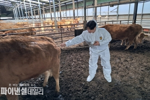 소규모 농가와 전업농 전체를 대상으로 소‧염소 사육농가 3050호에 대해 접종을 완료 ⓒ파이낸셜데일리/경주시