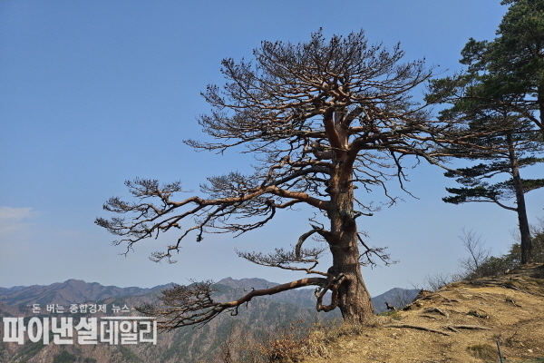  울진 대왕소나무는 소광리 금강소나무숲 ⓒ파이낸셜데일리/남부청