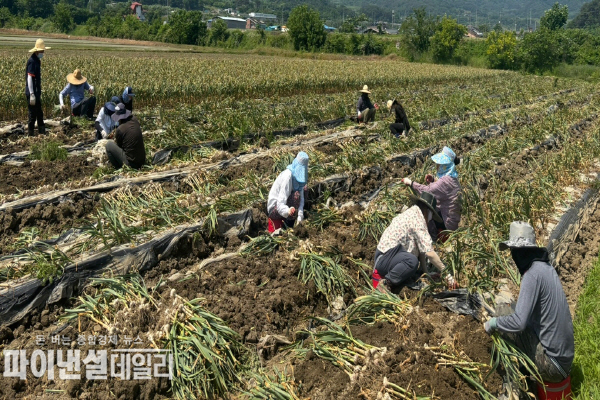  대가야읍 저전리 일대에서 마늘 수확 작업 현장 ⓒ파이낸셜데일리/고령군