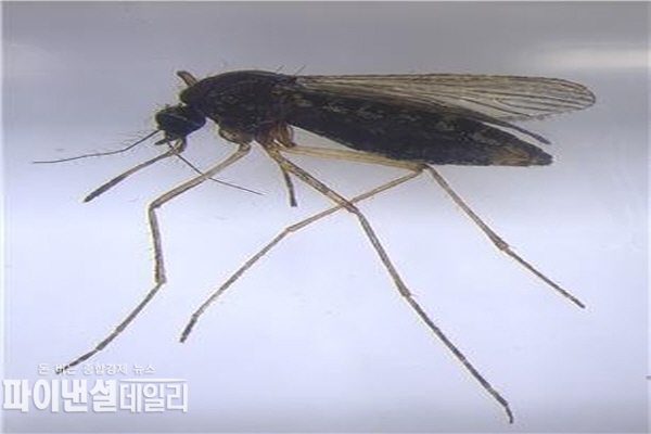 대구 지역에서 일본뇌염을 매개하는 ‘작은빨간집모기’ 발견 ⓒ파이낸셜데일리/대구광역시 보건환경연구원