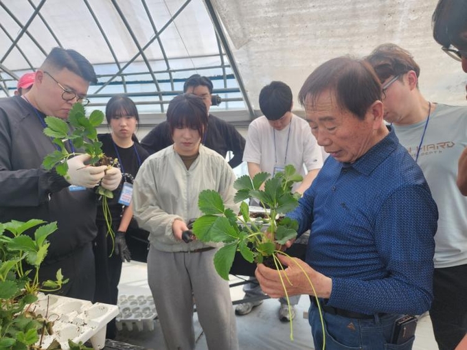  지난 5월 29일 딸기반 청년농부들이 양평 마이스터 농가에서 실습을 하고 있다. ⓒ 파이낸셜데일리 / 농협중앙회