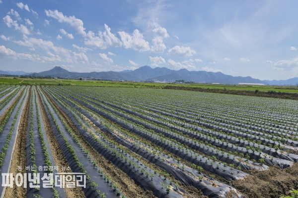  경주안강 평야 콩 재재단지 ⓒ파이낸셜데일리/경북도