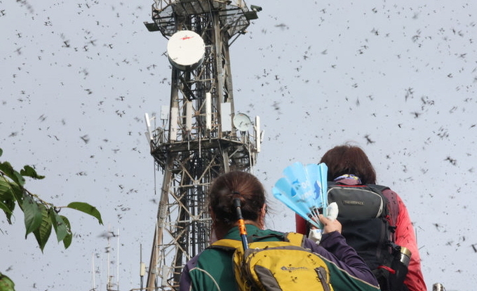 6월 30일 오전 인천 계양구 계양산 정상에서 러브버그(붉은등우단털파리) 무리가 등산로와 등산객들에게 들러붙으며 불쾌감을 주고있다. ⓒ 파이낸셜데일리 / 뉴시스