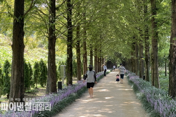 우로지자연숲 100여 그루 메타세쿼이아 가로수 아래 보랏빛 꽃으로 뭉든 맥문동 ⓒ파이낸셜데일리/영천시