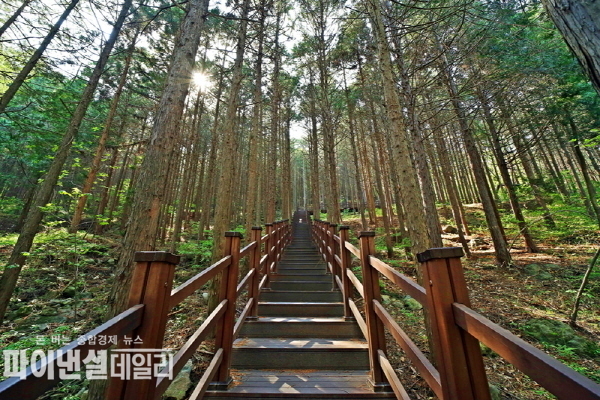 건천 편백나무 숲내음길 ⓒ파이낸셜데일리/경주시
