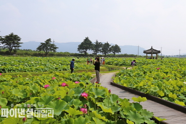 동궁과월지 연꽃단지ⓒ파이낸셜데일리/경주시
