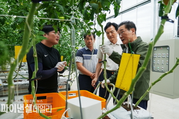 지역특화 임대형 스마트팜에서 토마토 첫 수확 현장 ⓒ파이낸셜데일리/영천시