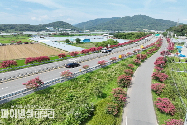 총 1,500여본의 배롱나무를 식재하여 명풍 가로수길을 조성 ⓒ파이낸셜데일리/성주군