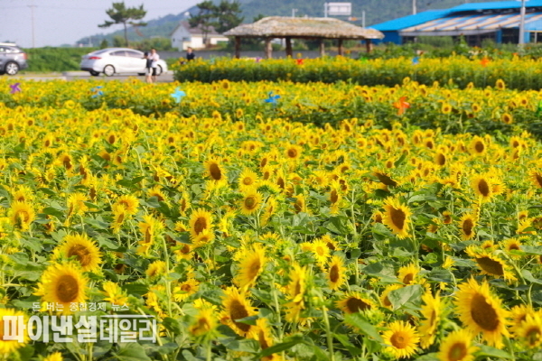 메밀 30ha, 해바라기 8ha 규모로 진행됐다. 메밀꽃은 9월 중순 만개할 예정ⓒ파이낸셜데일리/포항시