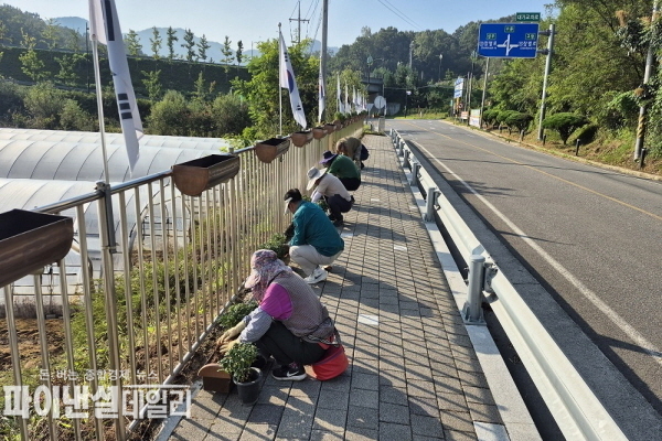 국화꽃길 조성 활동 ⓒ파이낸셜데일리/성주군