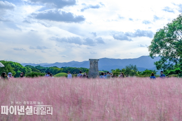 첨성대 핑크뮬리 군락지는 분홍빛 물결을 이루며, 바람에 따라 출렁이는 모습ⓒ파이낸셜데일리/경주시