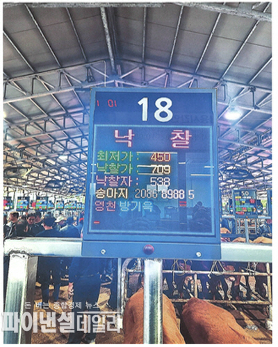스마트 가축경매시장에 우수한 송아지 낙찰 ⓒ파이낸셜데일리/영천축협
