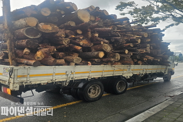 청도군에서 소나무재선충 감염목을 4.5톤 트럭으로 가득 실고 경산시 진량공단 삼거리를 지나가다 취재진에 적발된 차량 ⓒ파이낸셜데일리/박미화 기자